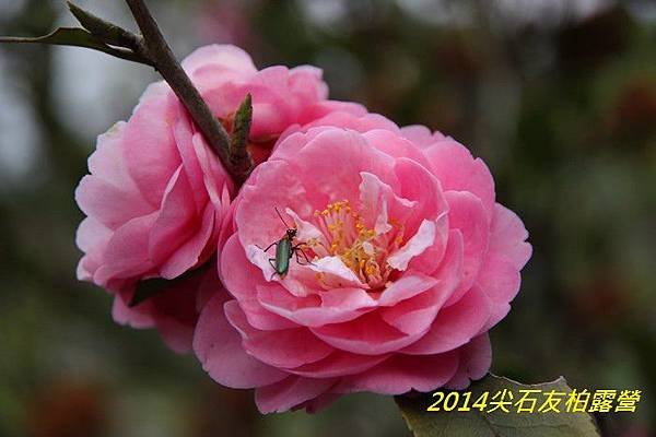 IMG_1417.jpg
