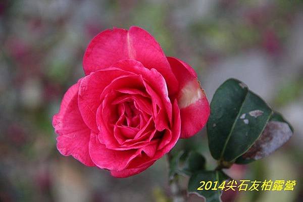 IMG_1420.jpg