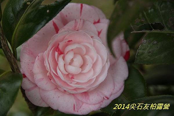 IMG_1422.jpg