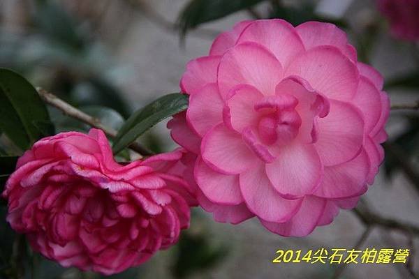 IMG_1488.jpg