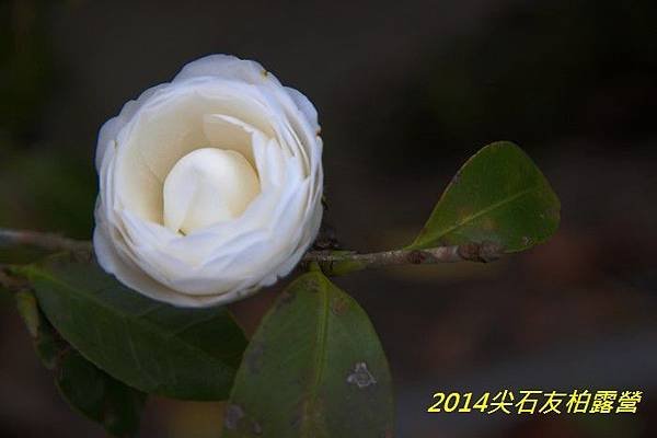 IMG_1466.jpg
