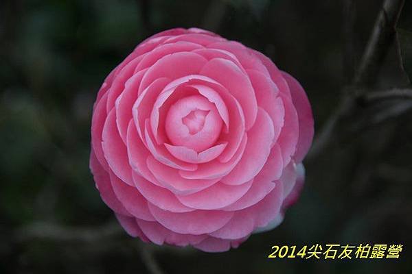 IMG_1472.jpg