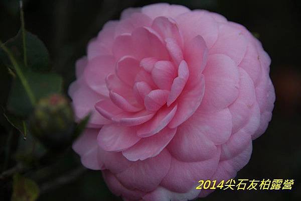 IMG_1473.jpg