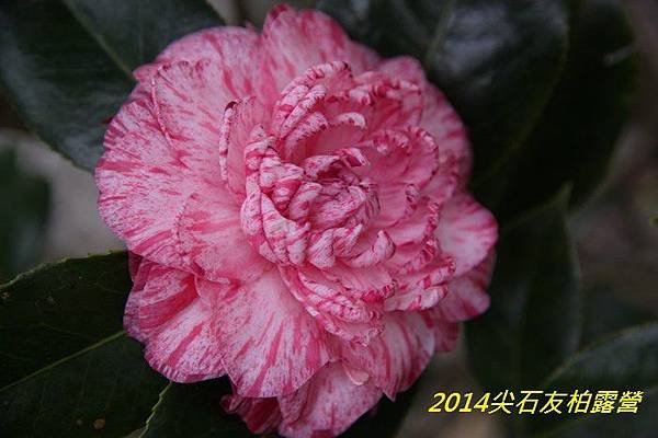 IMG_1474.jpg