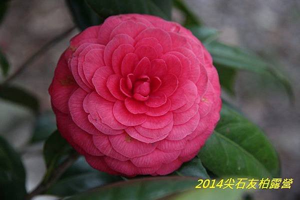 IMG_1477.jpg