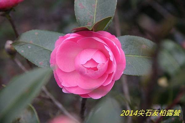 IMG_1479.jpg