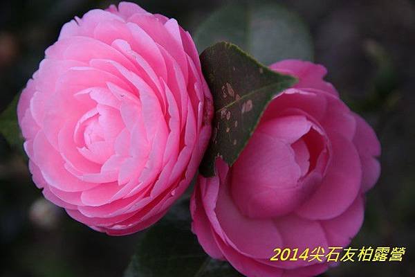 IMG_1483.jpg