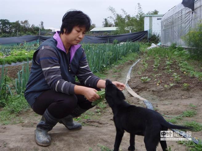 流浪犬吃素