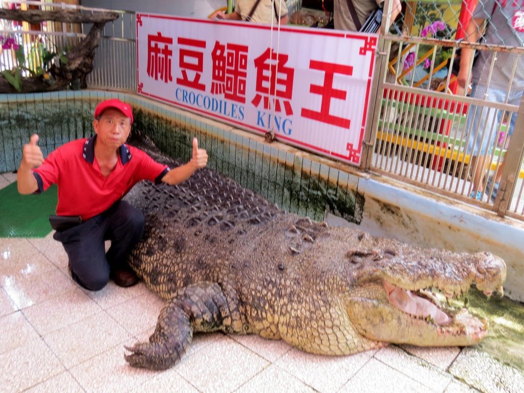 麻豆鱷魚王