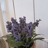 IMG_2623.JPG