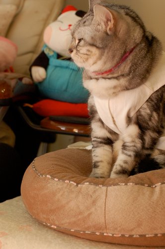 DSC_0867.jpg