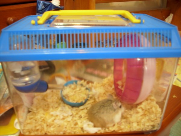 鼠籠