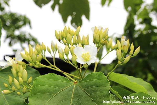 IMG_3694拷貝.jpg