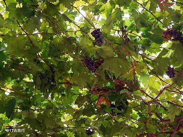 【柬埔寨馬德望Battambang一日行程(五)葡萄園Banan Grape Farm】🍇🍇