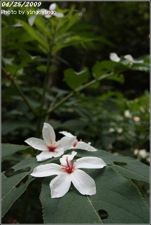 彰化芬園_挑水古道_980425_6419.jpg