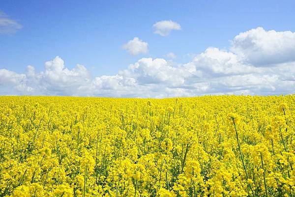 field-of-rapeseeds-474558_1920.jpg