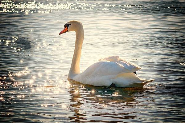 swan-2077219_1920.jpg