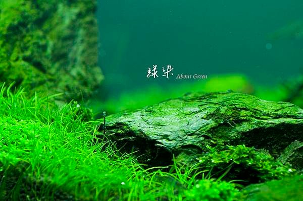 魚缸一角.jpg