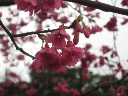 IMG_0081.JPG