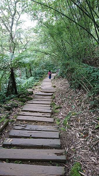 土城油桐花_180501_0003.jpg