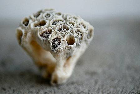 金鋼牙子2.jpg