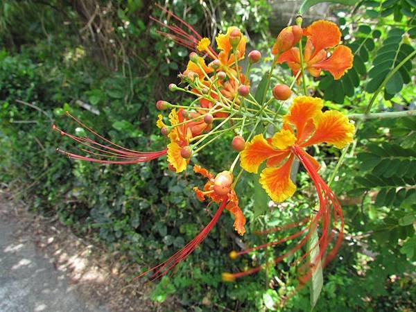 IMG_5049.JPG
