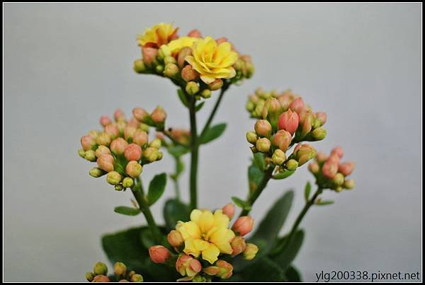 DSC_0382A