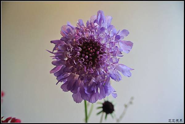 DSC_7789a