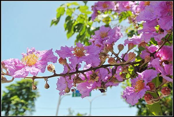 DSC_4622A