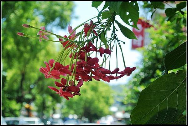 DSC_6644a