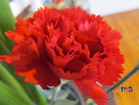 IMG_2456.JPG