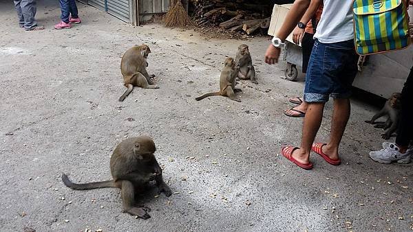 獼猴等餵食.jpg