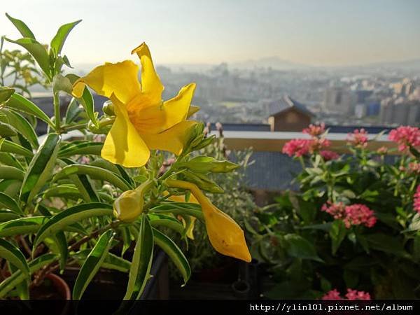 黃蟬花_逆光+散景