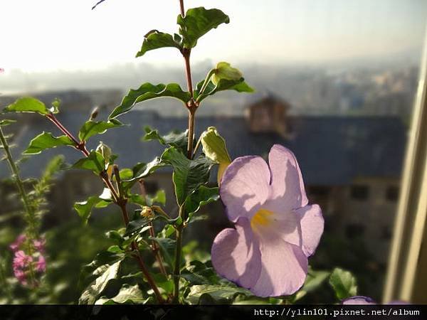 立鶴花_逆光+近拍