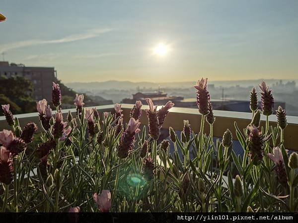 夕陽下的薰衣草_逆光+散景