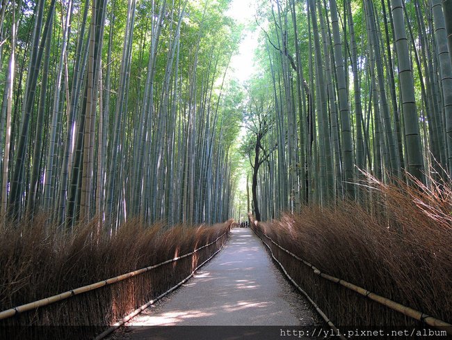 嵯峨野竹林