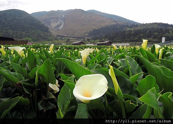 竹子湖 頂湖海芋