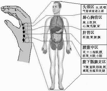 2nd_metacarpal