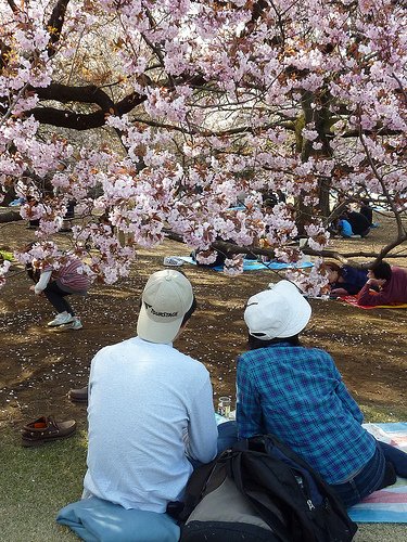 2010 sakura。東京新宿御苑盛開的櫻花