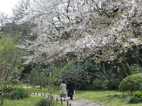 日本行-2010的櫻花-濱離宮恩賜庭園