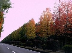 200810日本行 - 排列整齊的紅葉樹