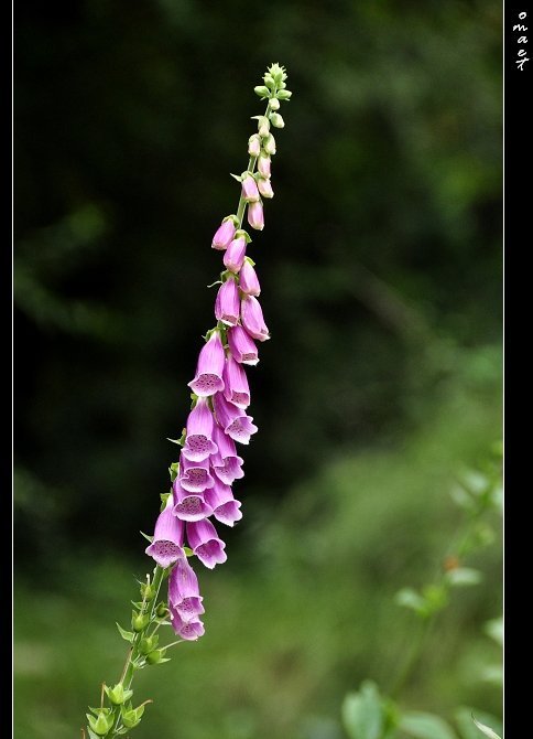 DSC_0071.jpg