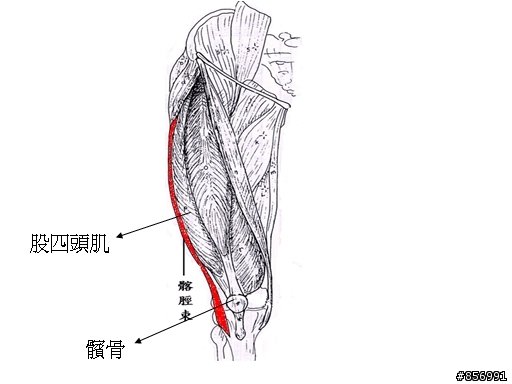 5/11 四頭肌與髕骨