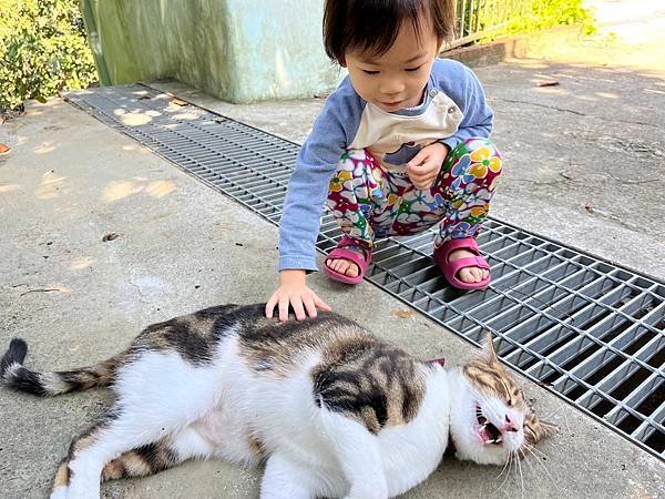 如何照顧抑鬱症貓咪