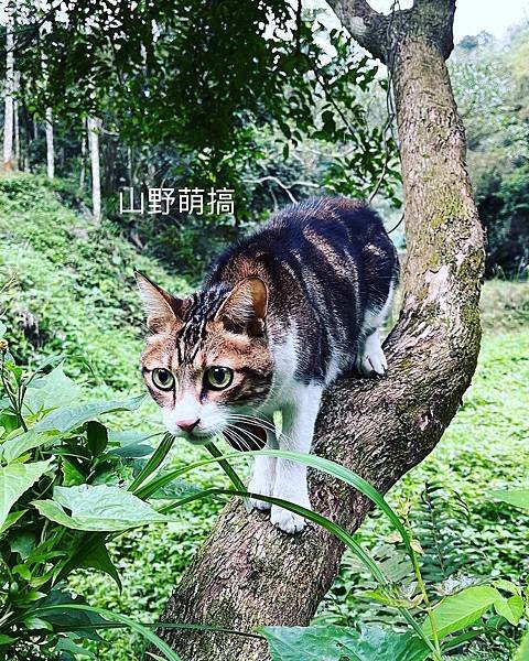 如何照顧抑鬱症貓咪