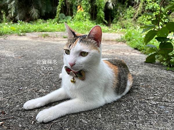 如何照顧抑鬱症貓咪