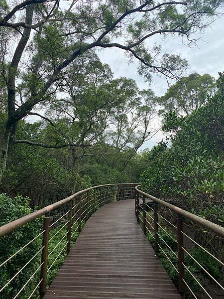 紅樹林自然步道，8月去很多蟬鳴鳥叫