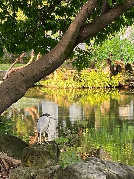 228公園裡的肥肥的夜鷹