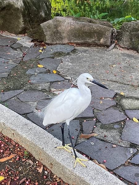 228公園內的白鷺鷥超級不怕我