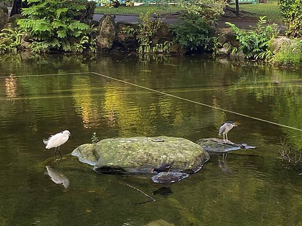 3鳥同框，之前幾隻烏龜也會趴在這個石頭上面